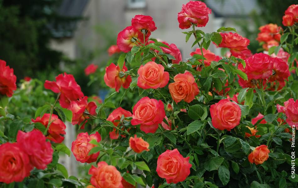 ©SUNFLOR - Primavera